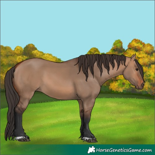 Horse Color:Bay Dun 