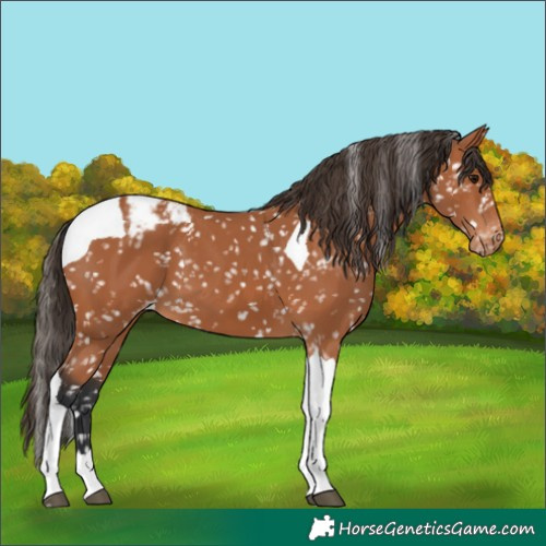 Horse Color:Bay Tobiano Snowcap 