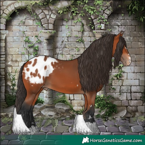 Horse Color:Bay Appaloosa 