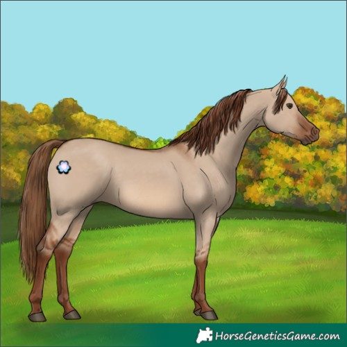 Horse Color:Red Dun Rabicano 