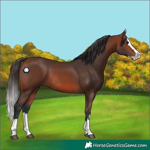 Horse Color:Bay Splash Rabicano