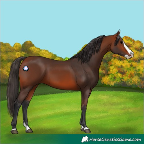 Horse Color:Bay Splash 