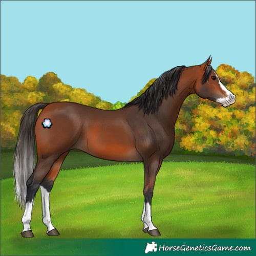 Horse Color:Bay Splash 
