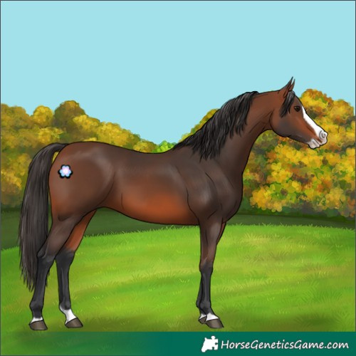 Horse Color:Bay Splash