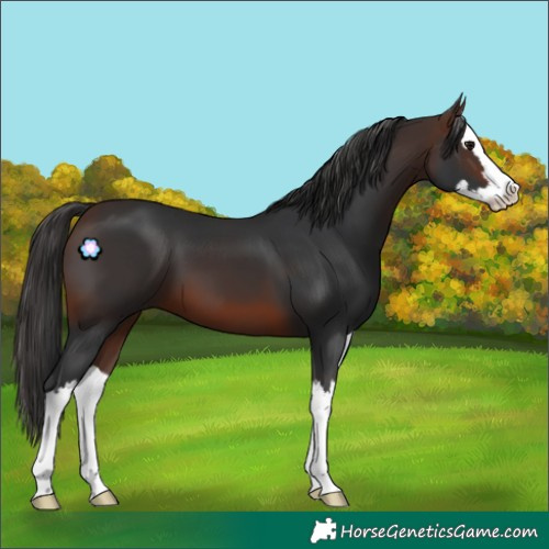 Horse Color:Brown Splash 
