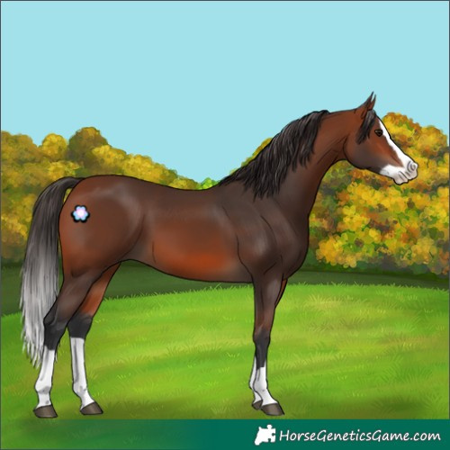 Horse Color:Bay Splash 