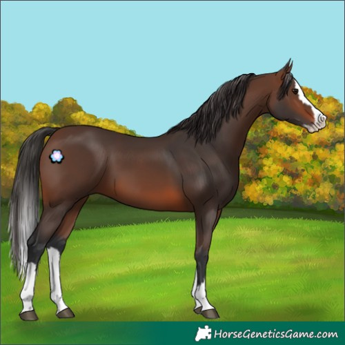 Horse Color:Brown Splash 