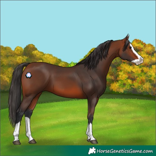 Horse Color:Bay Splash