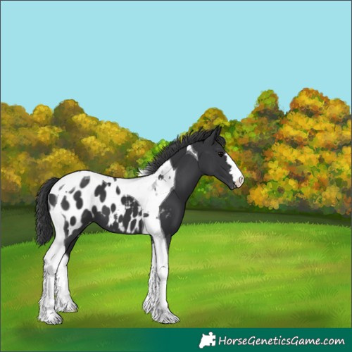 Horse Color:Black Tobiano Appaloosa 