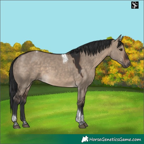 Horse Color:Brown Dun Tobiano 