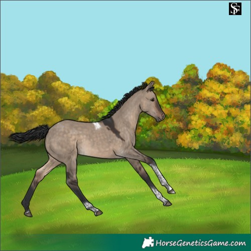 Horse Color:Brown Dun Tobiano 