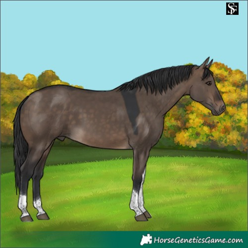 Horse Color:Brown Dun Tobiano 