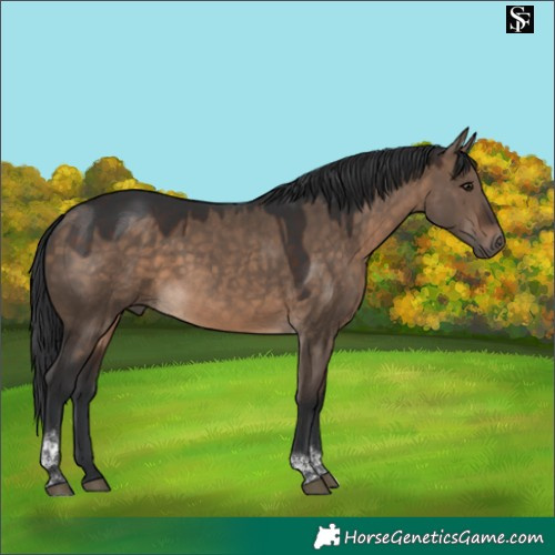 Horse Color:Brown Dun Tobiano 