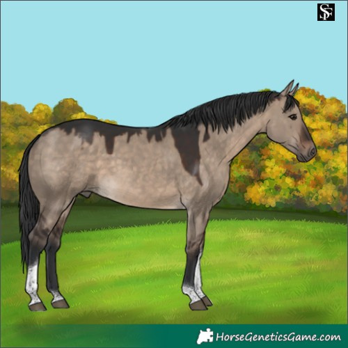 Horse Color:Brown Dun Tobiano 