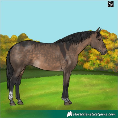 Horse Color:Brown Dun Tobiano 