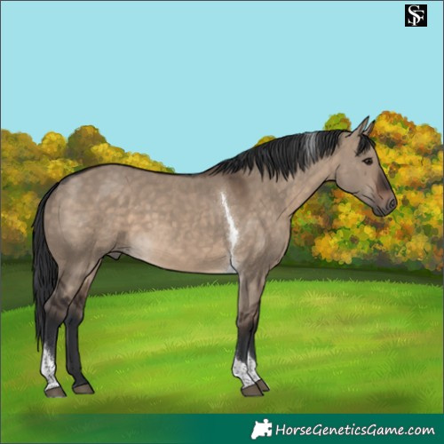 Horse Color:Brown Dun Tobiano 