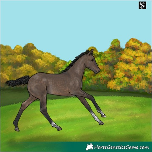 Horse Color:Brown Dun Tobiano 