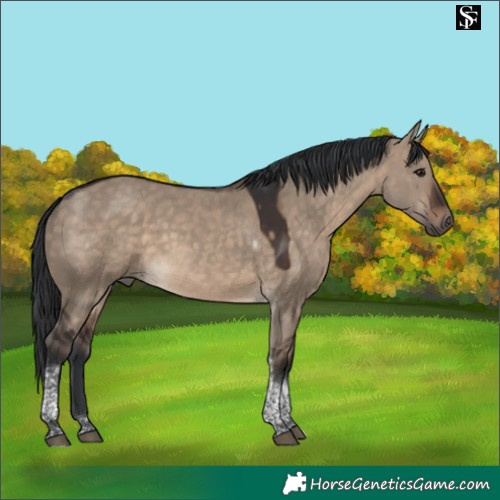 Horse Color:Brown Dun Tobiano 