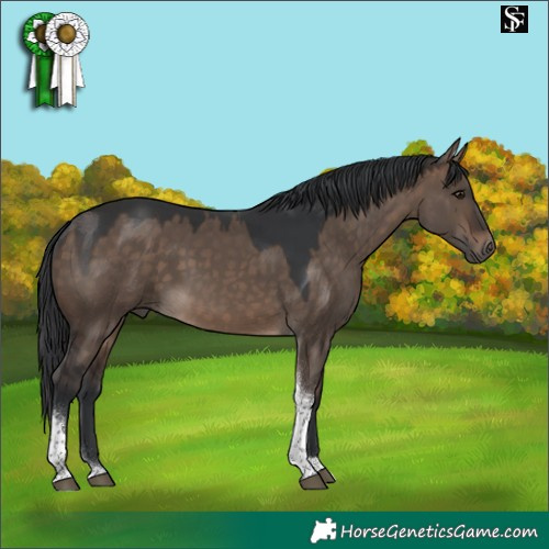 Horse Color:Brown Dun Tobiano 