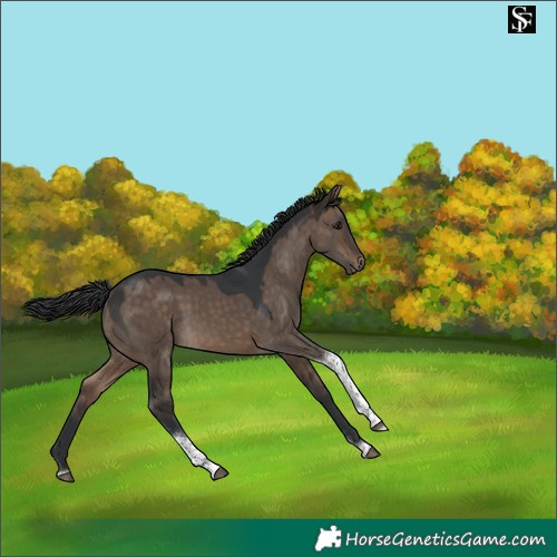 Horse Color:Brown Dun Tobiano 