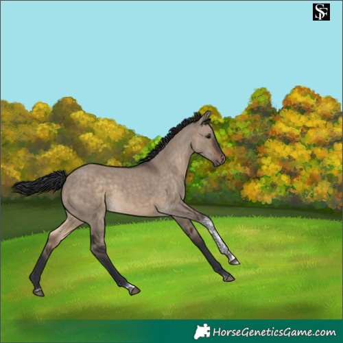 Horse Color:Brown Dun Tobiano 