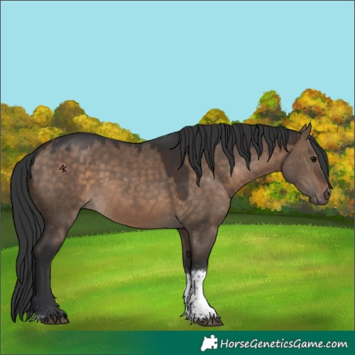 Horse Color:Brown Dun Tobiano 