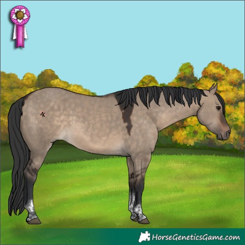Horse Color:Brown Dun Tobiano 