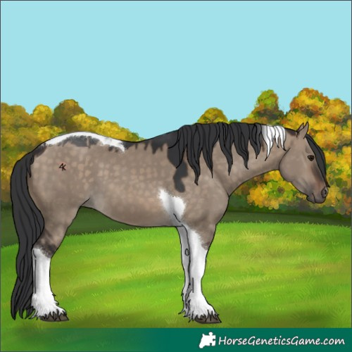 Horse Color:Brown Dun Tobiano 