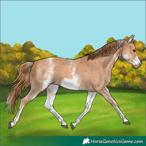 Horse Color:Unknown 