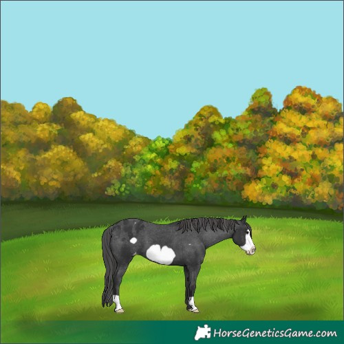 Horse Color:Black Frame Appaloosa