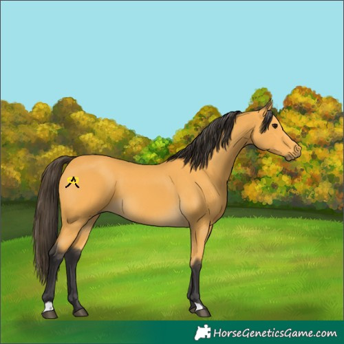 Horse Color:Buckskin 