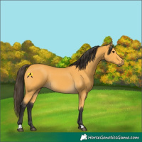 Horse Color:Buckskin 