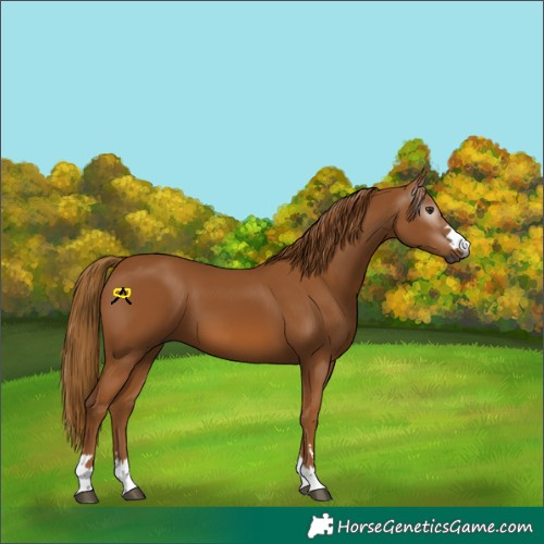 Horse Color:Gray Chestnut 