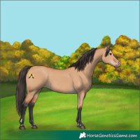 Horse Color:Bay Dun