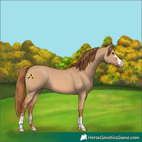 Horse Color:Red Dun 