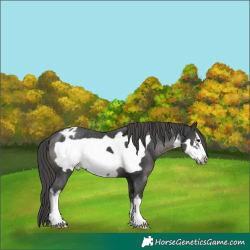 Horse Color:White Spotted Black Frame Varnish 