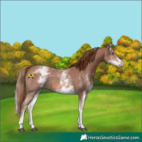 Horse Color:White Spotted Chestnut Sabino
