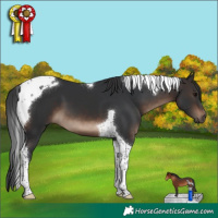 Horse Color:Brown Tobiano