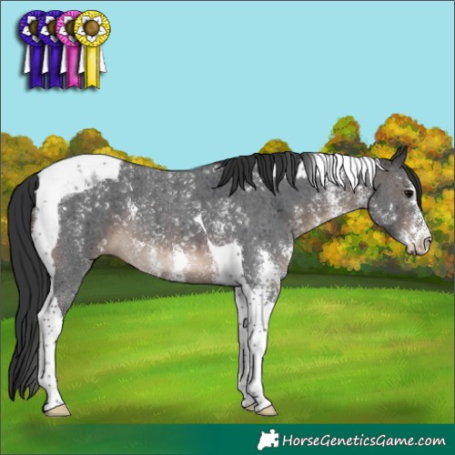 Horse Color:Brown Sabino Tobiano