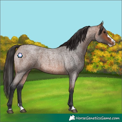Horse Color:Bay Roan Splash 