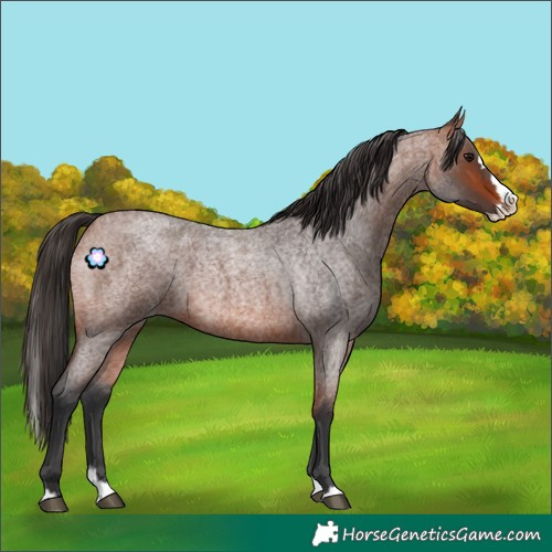 Horse Color:Bay Roan Splash