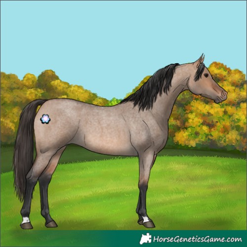 Horse Color:Bay Roan Dun 