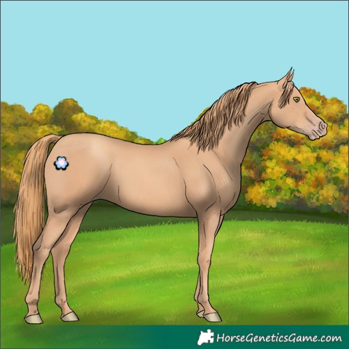Horse Color:Gold Champagne