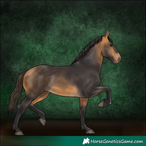 Horse Color:Buckskin 