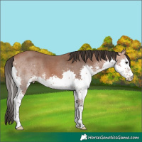 Horse Color:Bay Sabino Splash