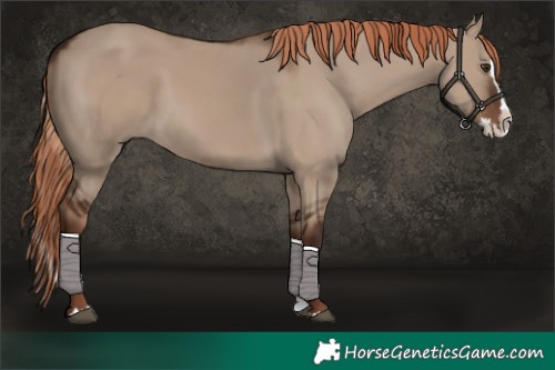 Horse Color:Liver Red Dun Splash 