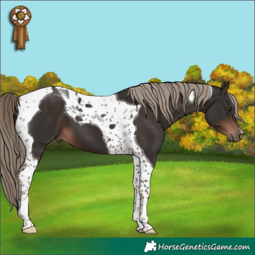 Horse Color:Liver Chestnut Tobiano 