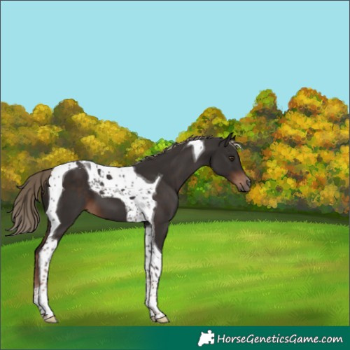 Horse Color:Liver Chestnut Tobiano