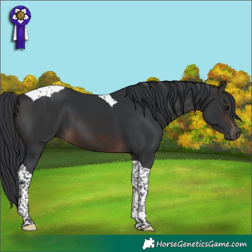 Horse Color:Brown Mushroom Tobiano
