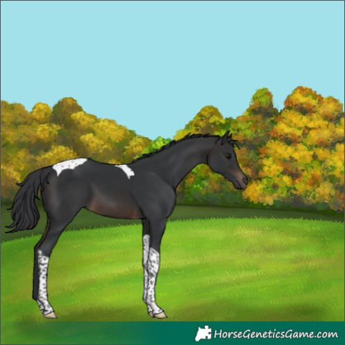 Horse Color:Brown Mushroom Tobiano 